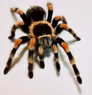 tarantula