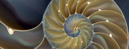 Nautilus shell Cropped1